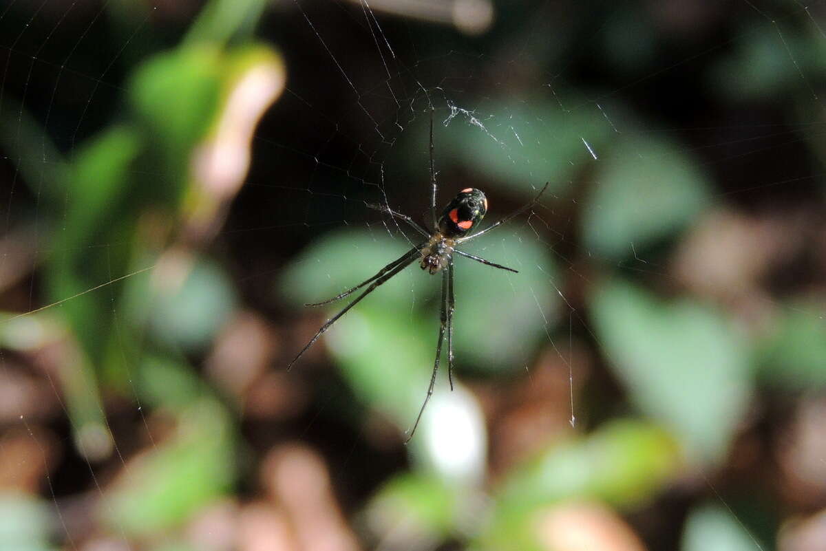 Image of Leucauge argyrobapta (White 1841)