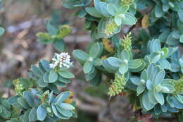 Image of Veronica albicans Petrie