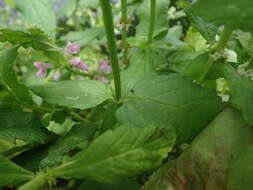 Image of Stachys ambigua Sm.