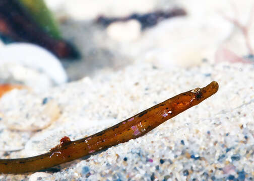 Image of Prophet&#39;s pipefish