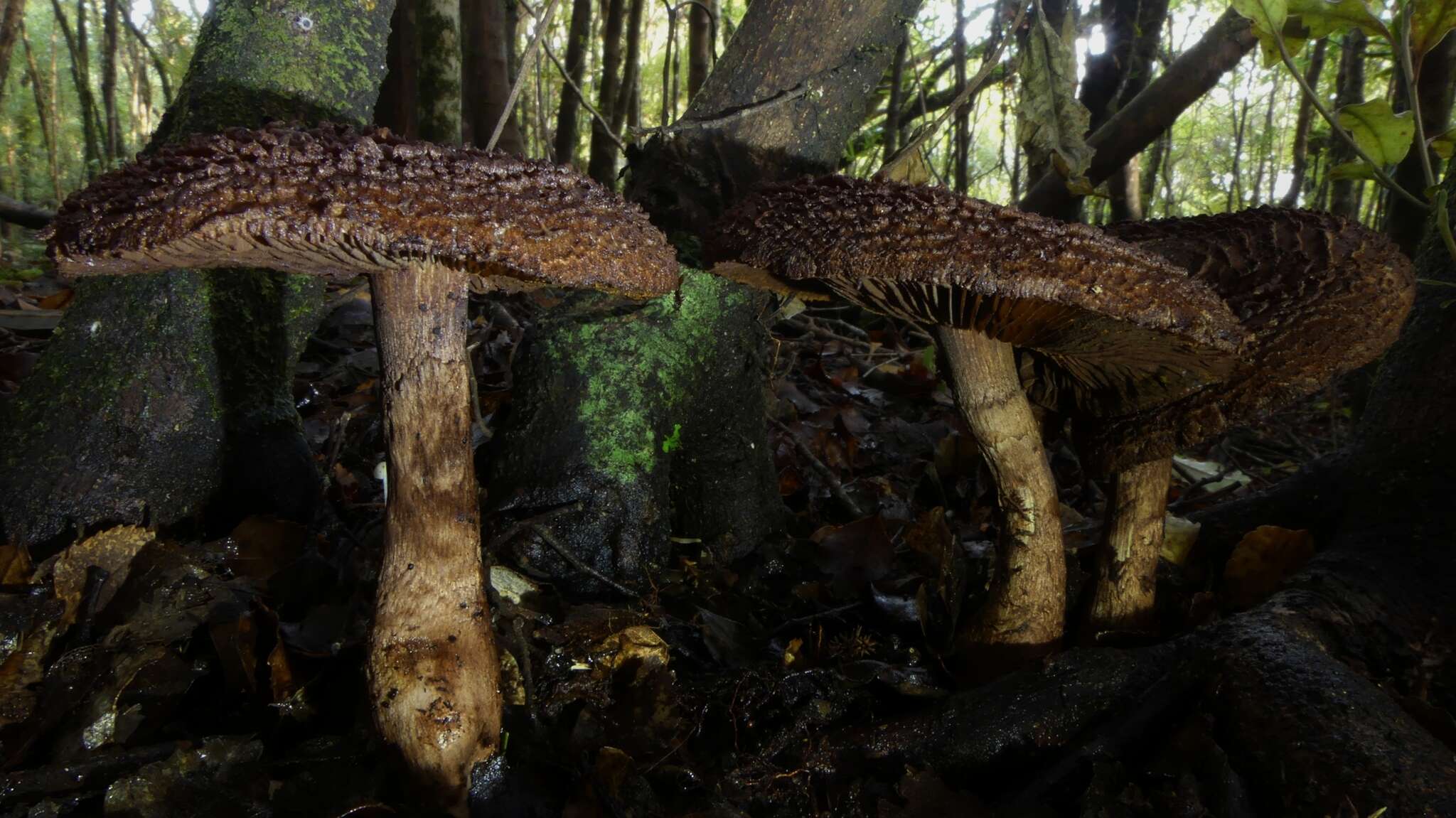 Image of Cortinarius ursus Soop 2001