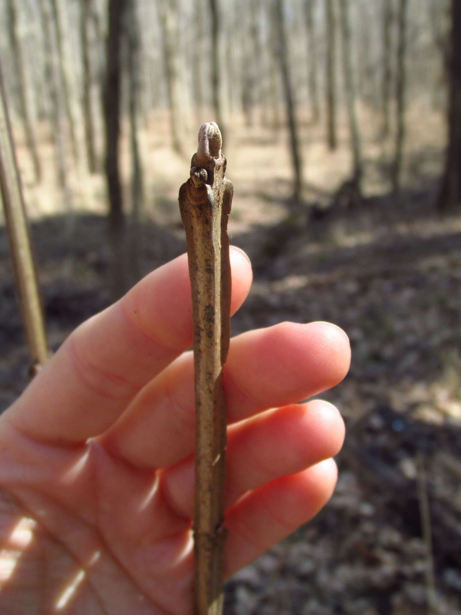 Image of blue ash