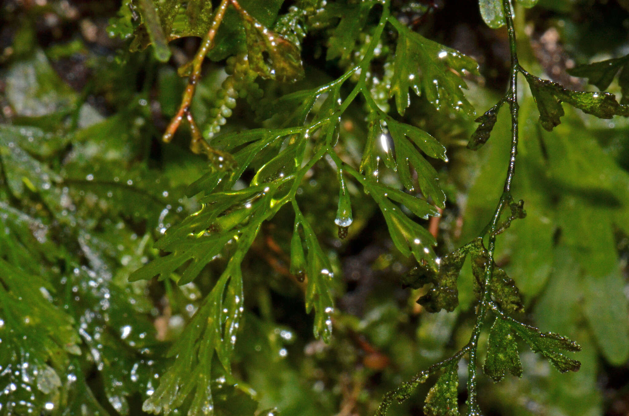 Image de Polyphlebium colensoi (Hook. fil.) Ebihara & K. Iwats.