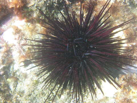 Image of Spiny Sea Urchin