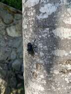 Cuterebra tenebrosa Coquillett 1898的圖片