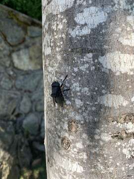 Image of Cuterebra tenebrosa Coquillett 1898