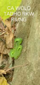 Image of White-lipped island pitviper