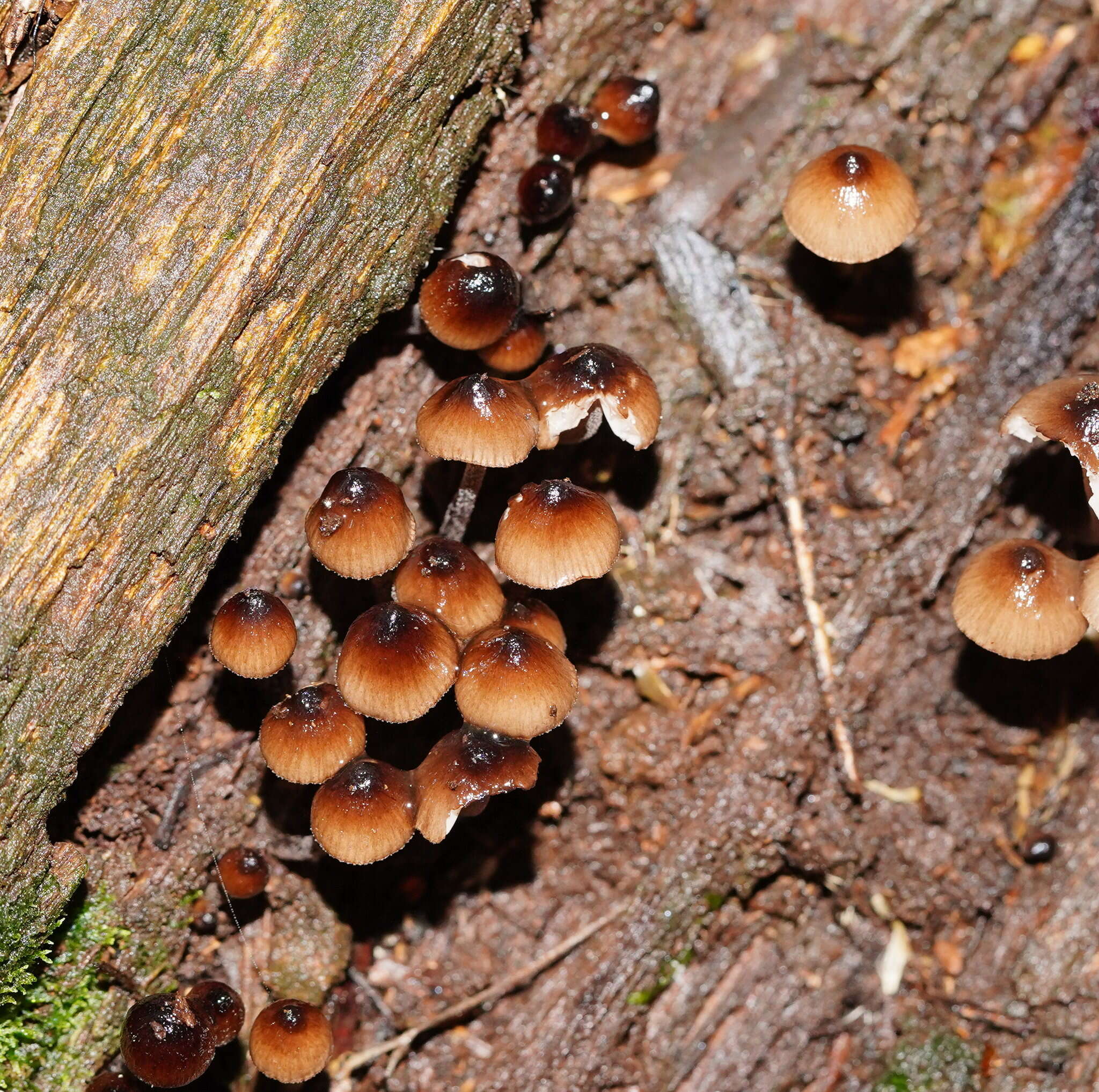 Sivun Mycena mulawaestris Grgur. 2003 kuva