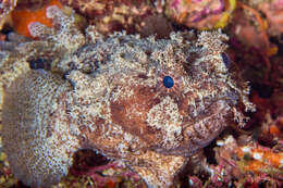 Image of Hutchin&#39;s toadfish