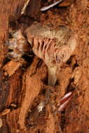 Image of Entoloma cuboideum Hesler 1967