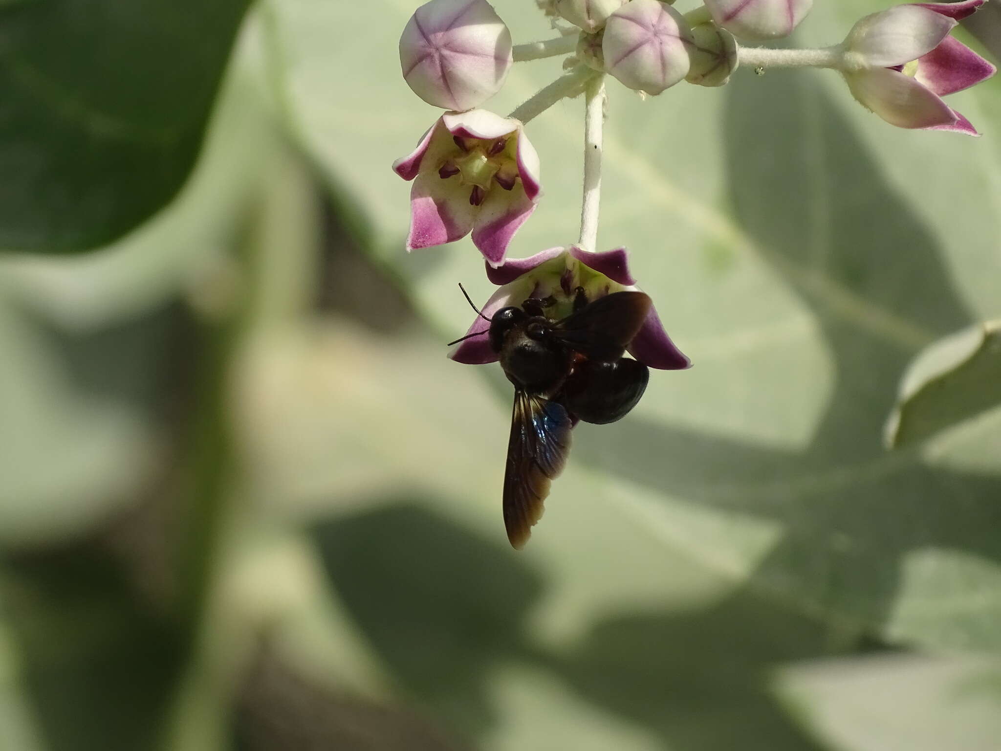 Plancia ëd Xylocopa sulcatipes Maa 1970