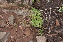 Image of Diascia barberae Hook. fil.