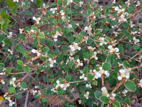 Image of Spyridium thymifolium Reiss.