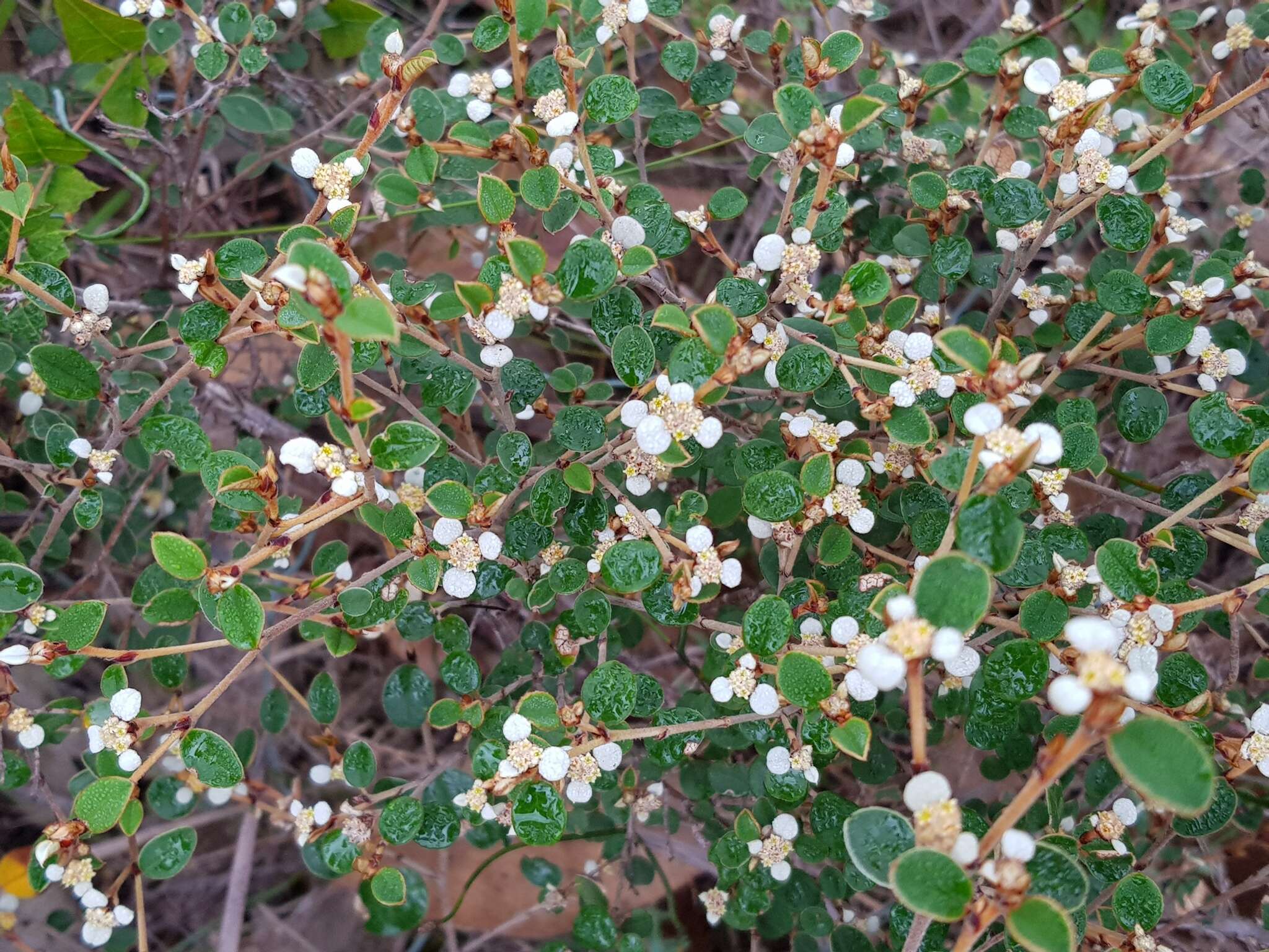 Image of Spyridium thymifolium Reiss.