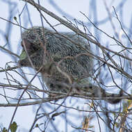 Image of Paraguaian Hairy Dwarf Porcupine
