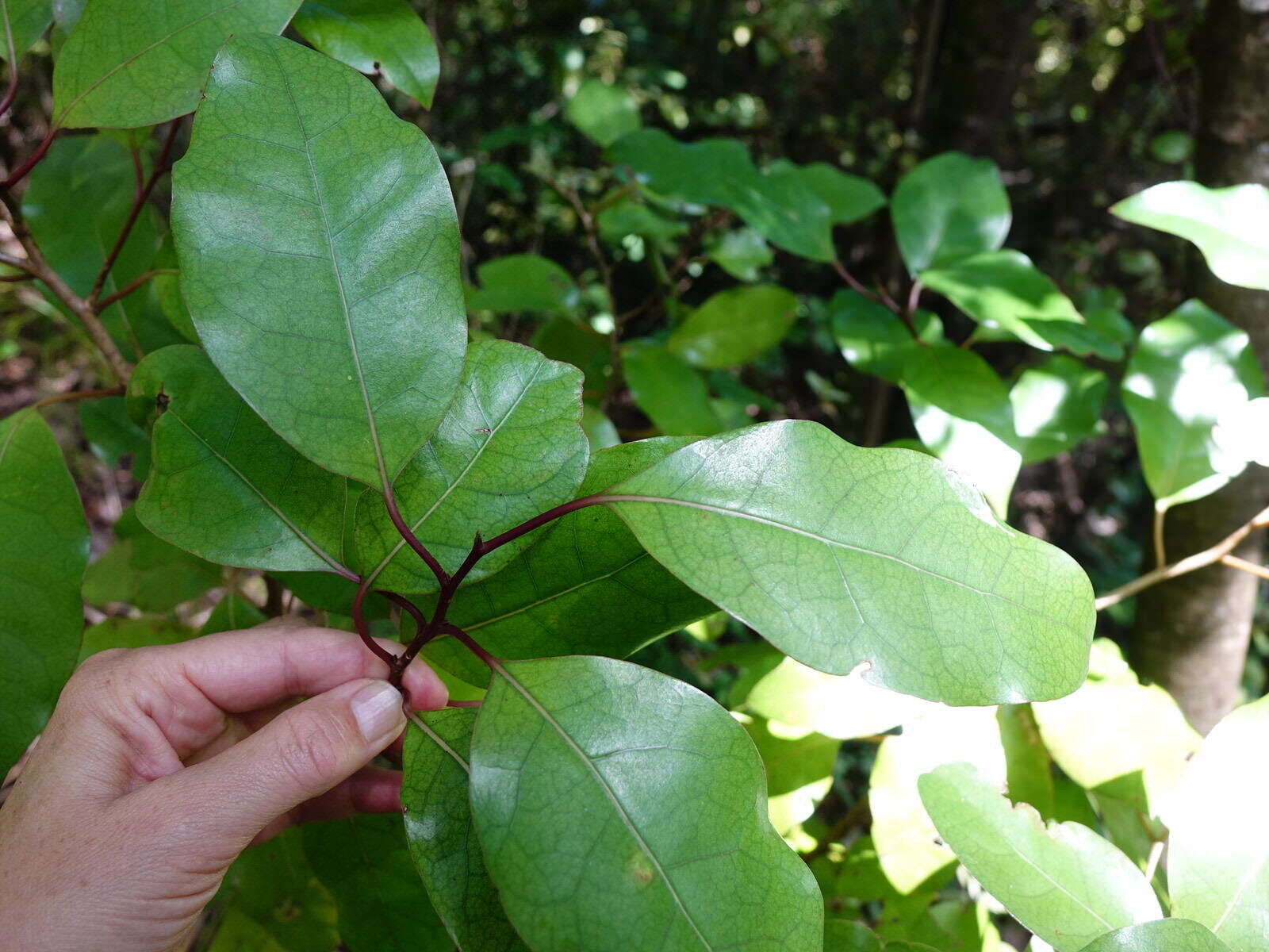 Image de Litsea calicaris (A. Cunn.) Benth. & Hook. fil. ex Kirk