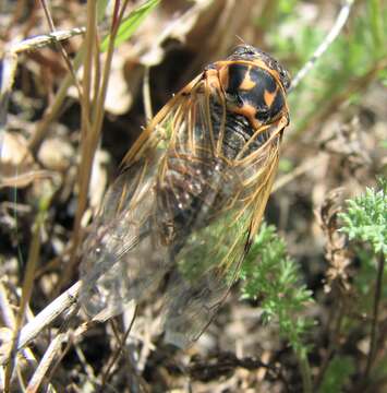 Image of Cicadatra hyalina (Fabricius 1798)