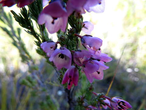 Image of Erica elimensis var. elimensis