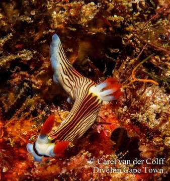 Image of Nembrotha aurea Pola, Cervera & Gosliner 2008