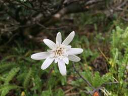 Image of Perezia magellanica (L. fil.) Lag.