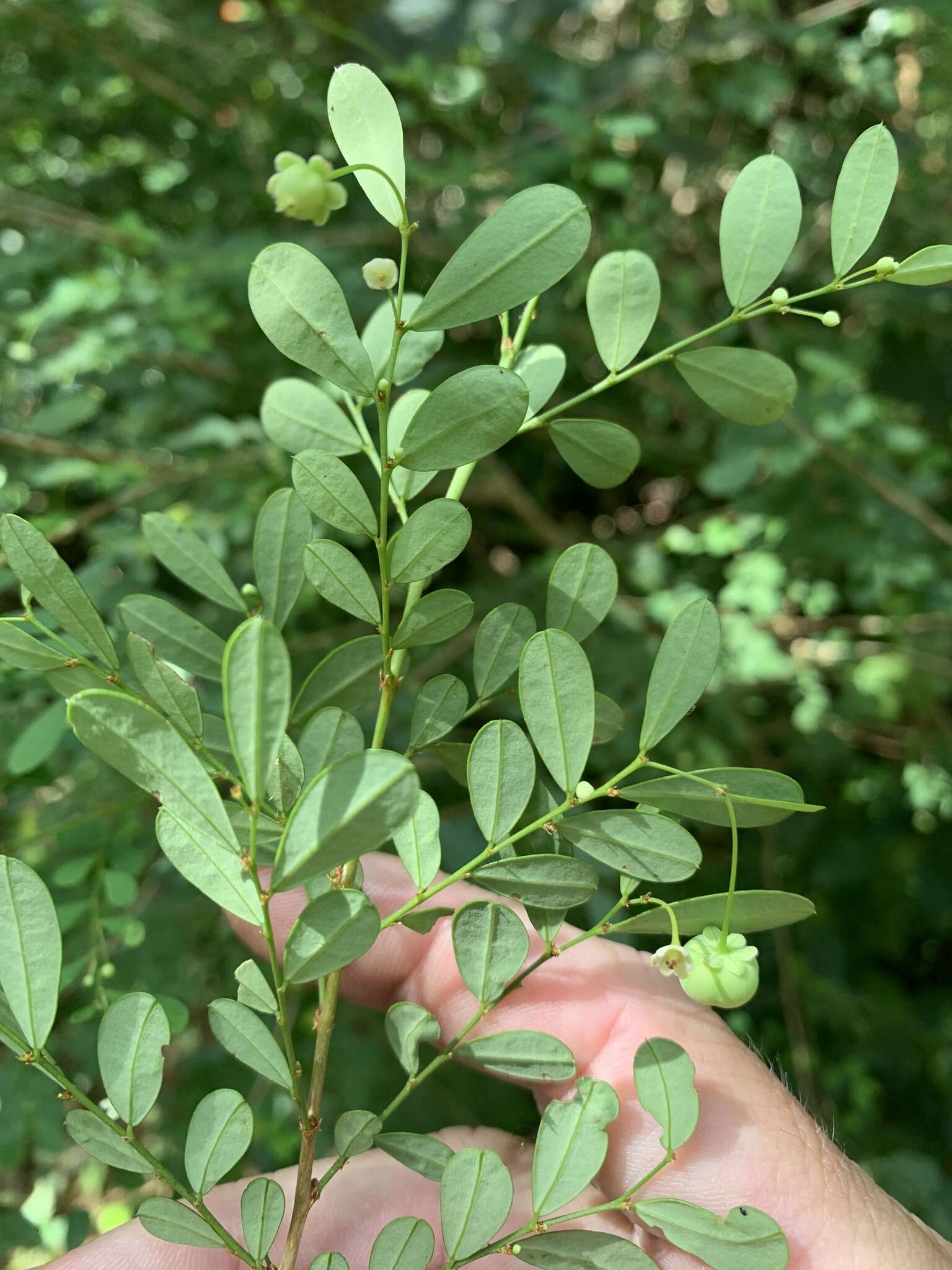 Image of Synostemon albiflorus (F. Muell. ex Müll. Arg.) Airy Shaw