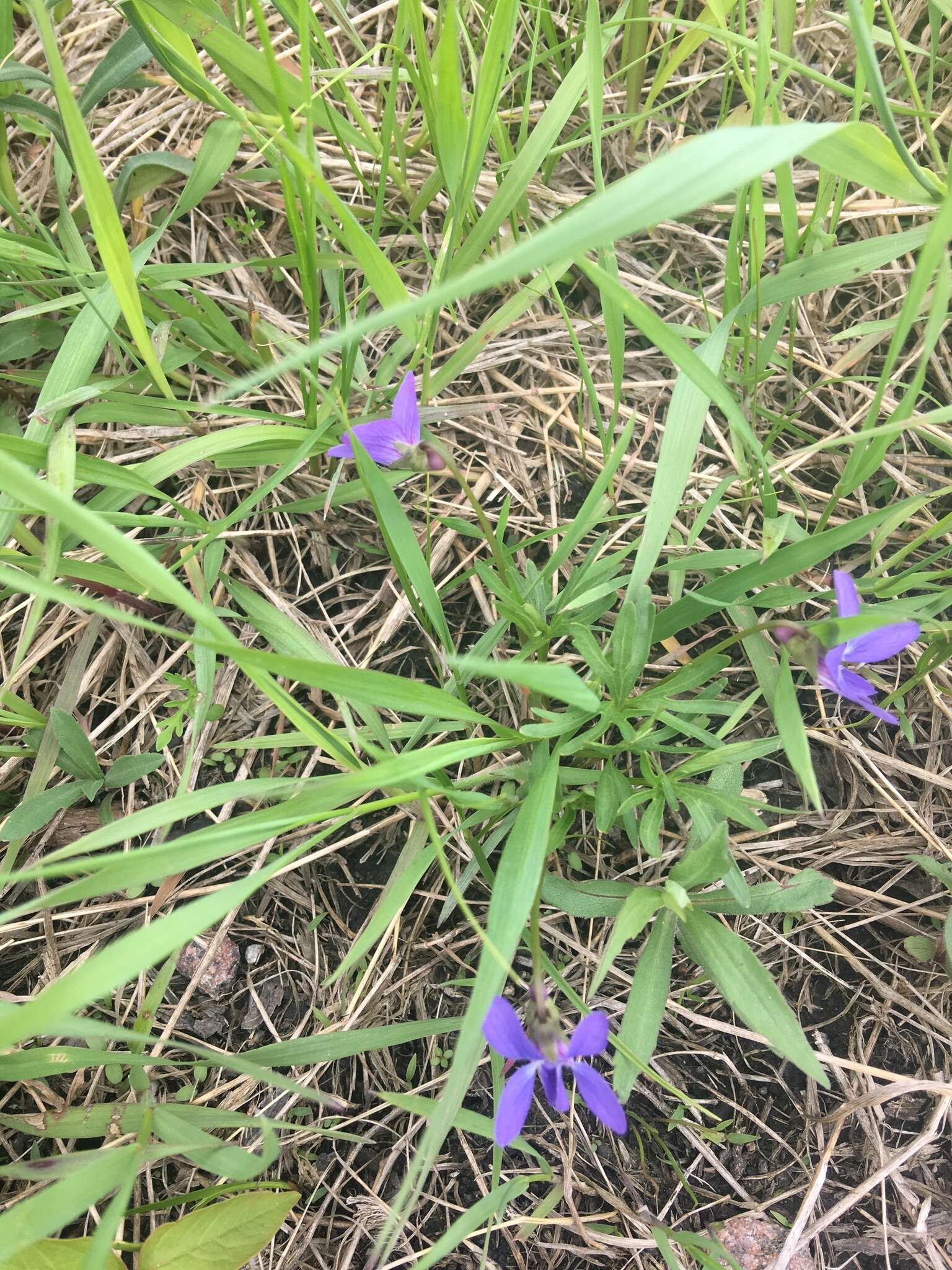 Image of prairie violet