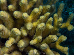 Image of Yellow Pencil Coral