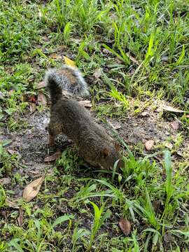 Image of Sciurus carolinensis extimus Bangs 1896