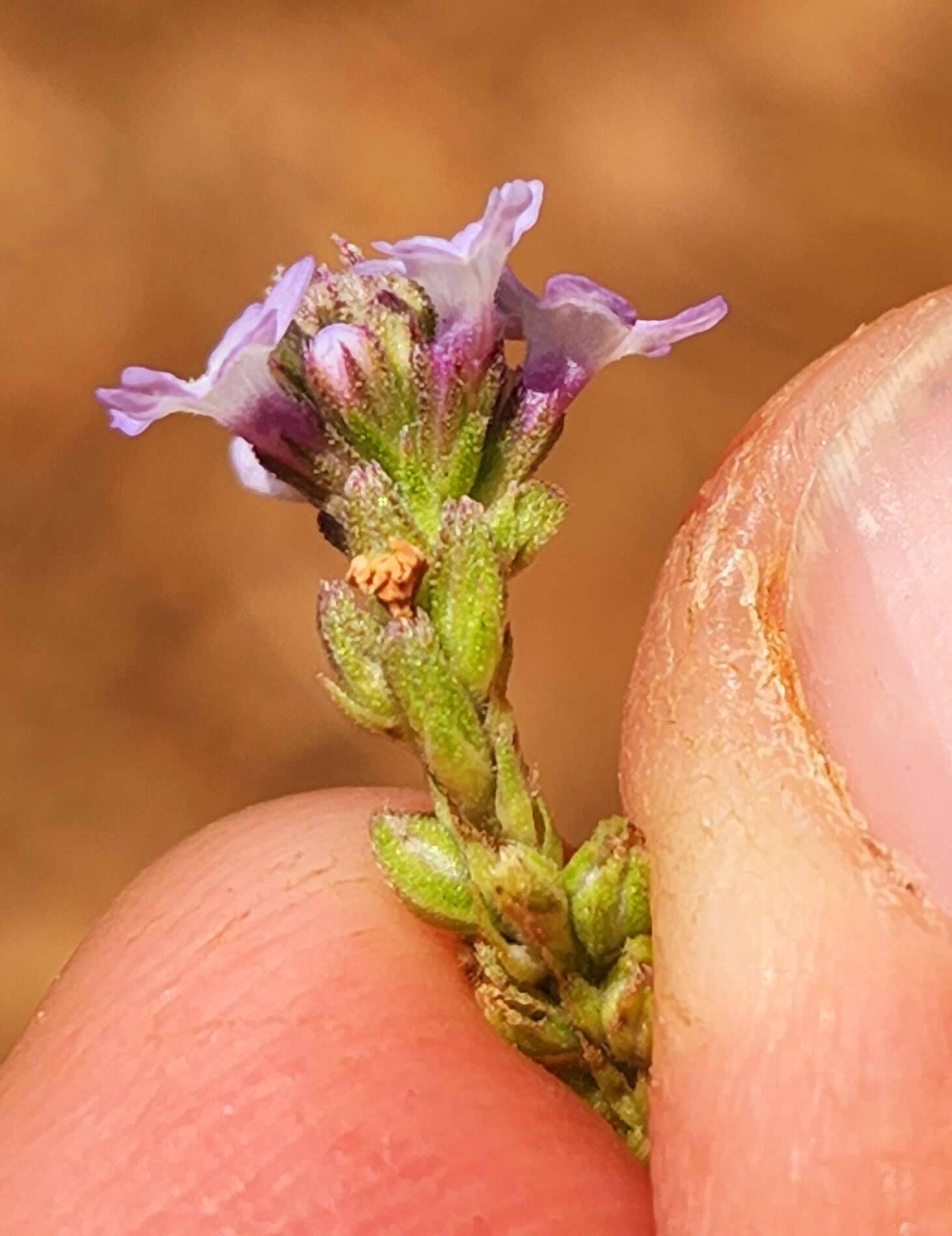 Image of Verbena sphaerocarpa L. M. Perry