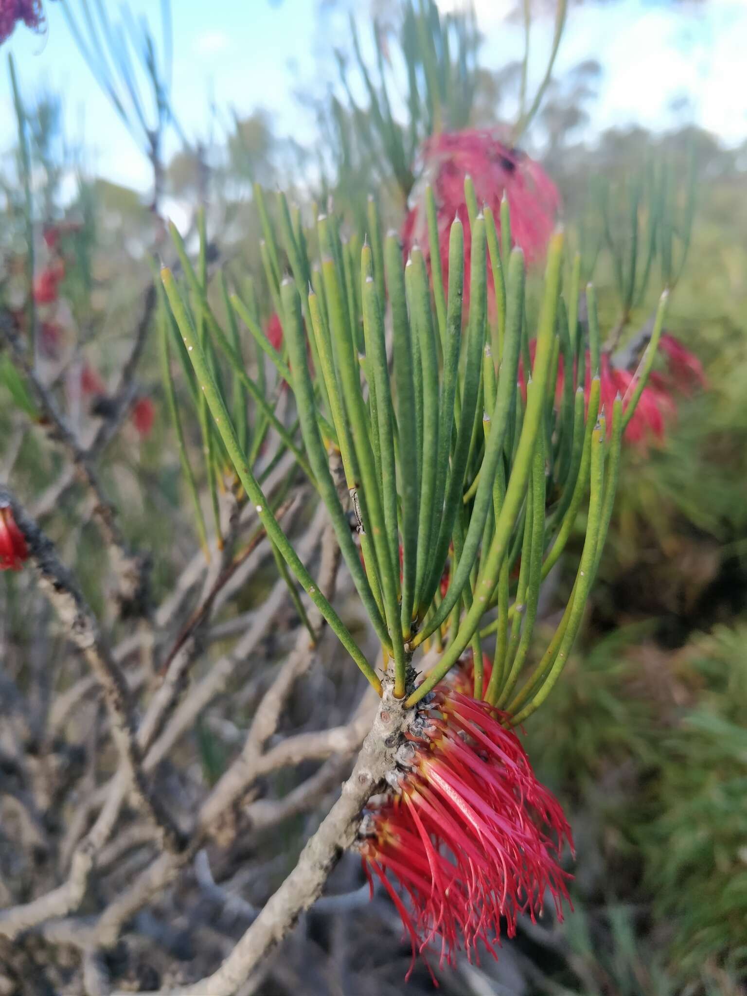 Image de Melaleuca alilateralis Craven & R. D. Edwards