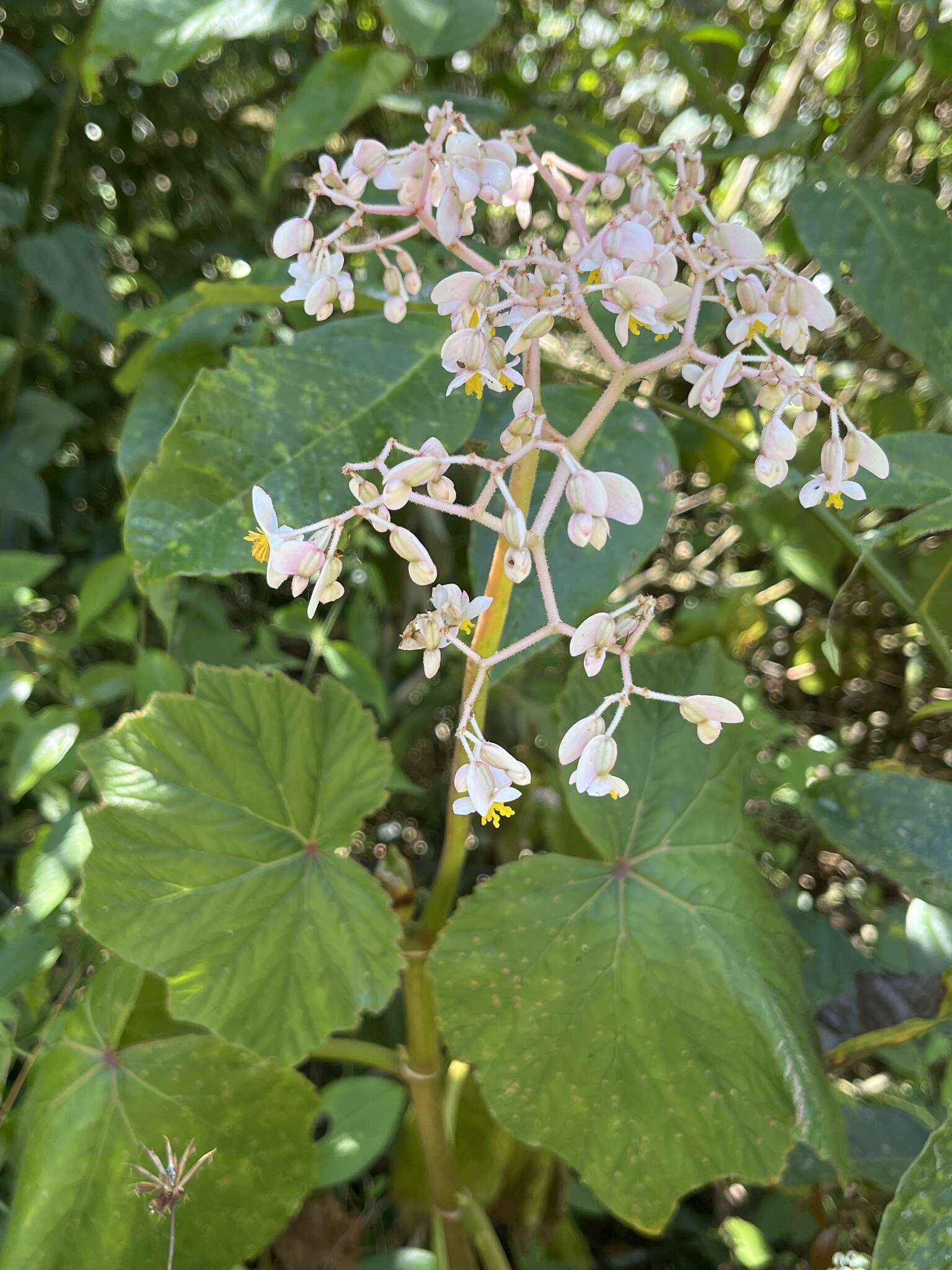 Begonia reniformis Dryand.的圖片