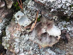 Image of hairy navel lichen