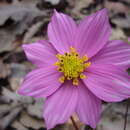 Image of Cosmos pseudoperfoliatus Art. Castro, Harker & Aarón Rodr.