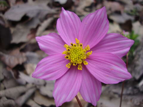 Image of Cosmos pseudoperfoliatus Art. Castro, Harker & Aarón Rodr.