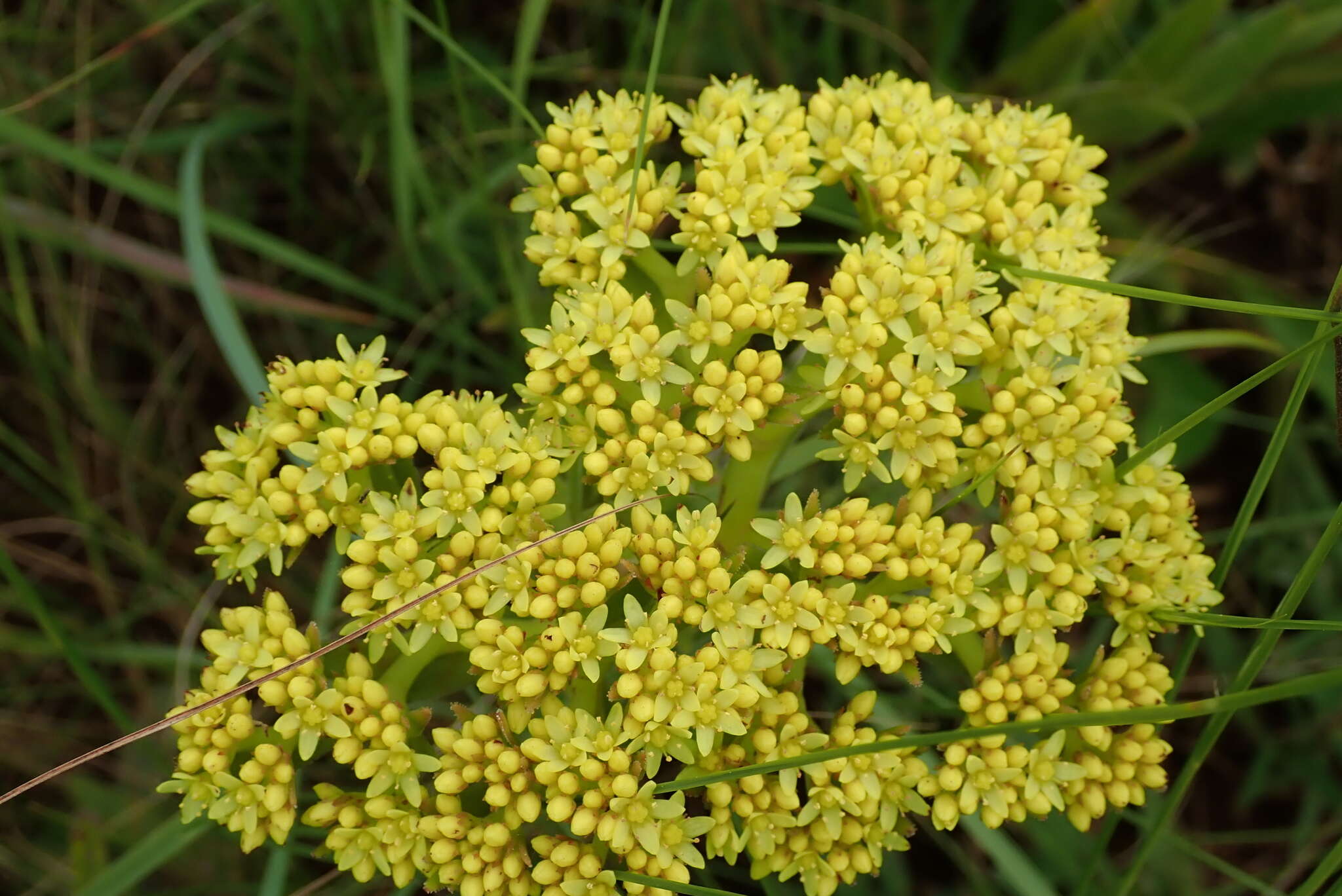 Crassula vaginata subsp. vaginata resmi