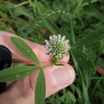 Image of Trifolium squarrosum L.