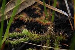 Image de Drosera pulchella Lehm.