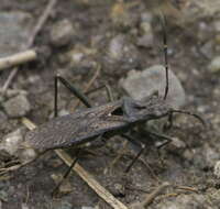 Image of Alydus scutellatus Van Duzee 1903