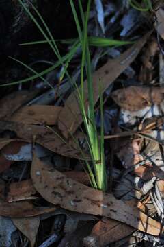 Imagem de Patersonia glabrata R. Br.