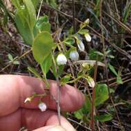 Image of dwarf huckleberry