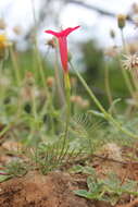 Image of Cypress Vine