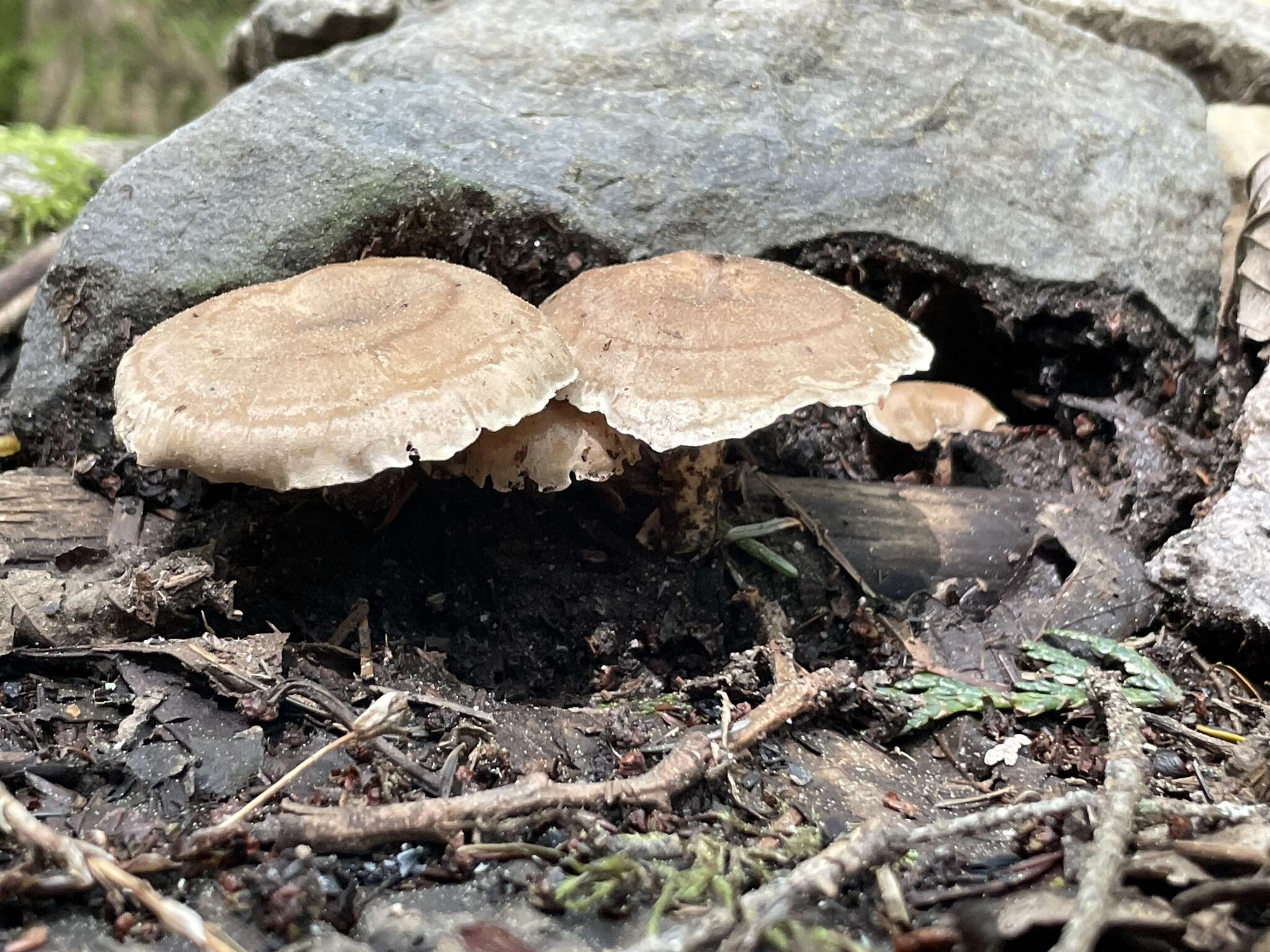 喇叭多孔菌的图像