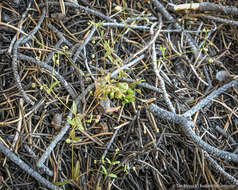 Image of twinleaf bedstraw