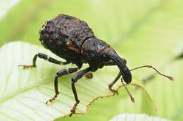 Image of Megacolabus decipiens Marshall 1937