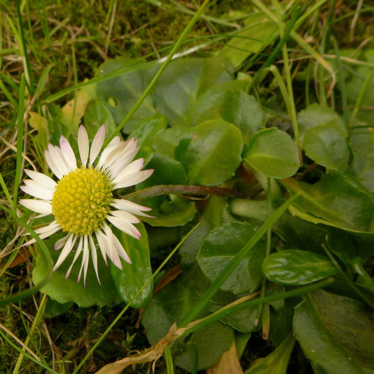 Image of Daisy