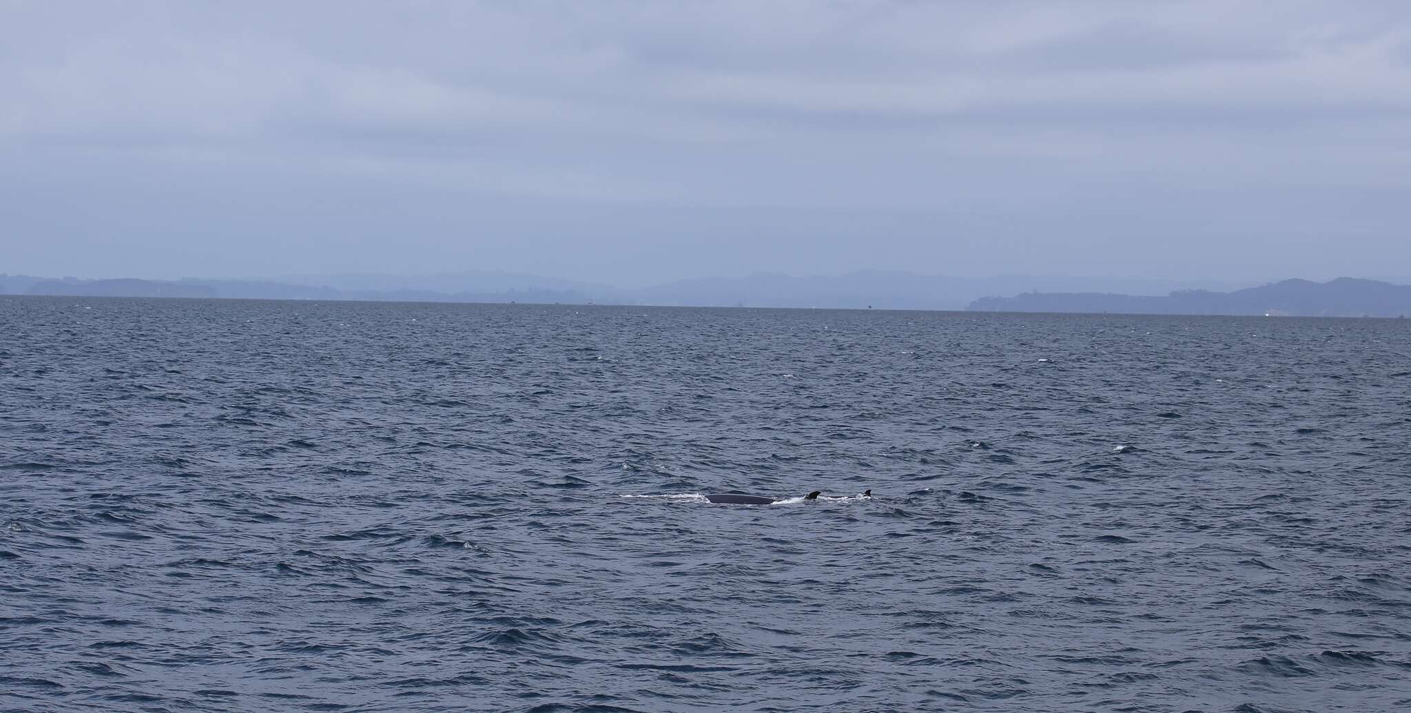 Image of Bryde's whale