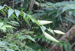 Image of Asiatic Lily