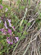 Image de Syncolostemon transvaalensis (Schltr.) D. F. Otieno