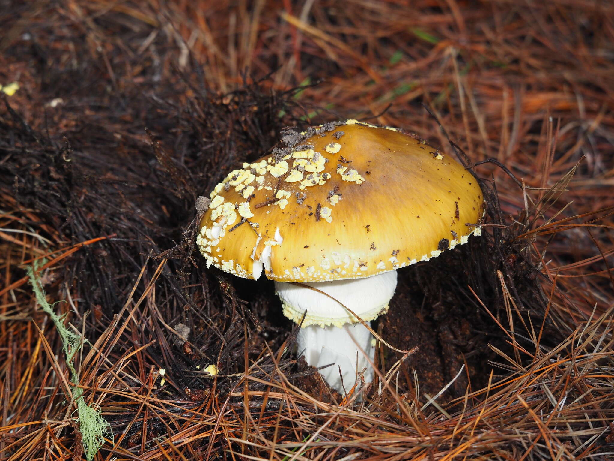 Image of Amanita augusta Bojantchev & R. M. Davis 2013