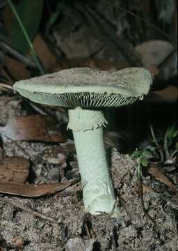 Image of Amanita austroviridis O. K. Mill. 1992